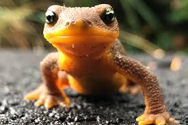 This is supposed to be a newt